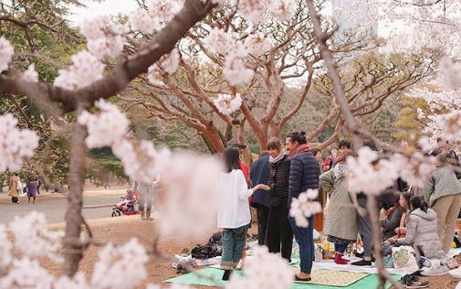 Cerejeiras floridas colorem o Japão na primavera