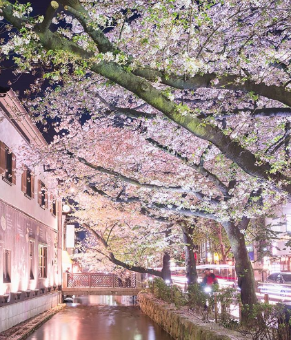 Cerejeiras floridas colorem o Japão na primavera
