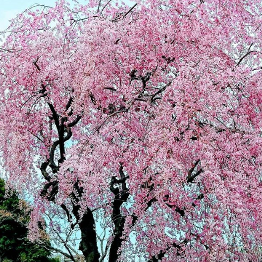 Cerejeiras floridas colorem o Japão na primavera