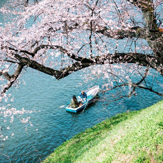 Cerejeiras floridas colorem o Japão na primavera