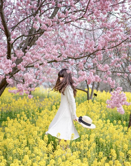 Cerejeiras floridas colorem o Japão na primavera