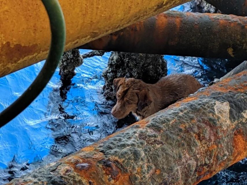  Animal foi encontrado na Tailândia e salvo por funcionários de uma plataforma de petróleo 