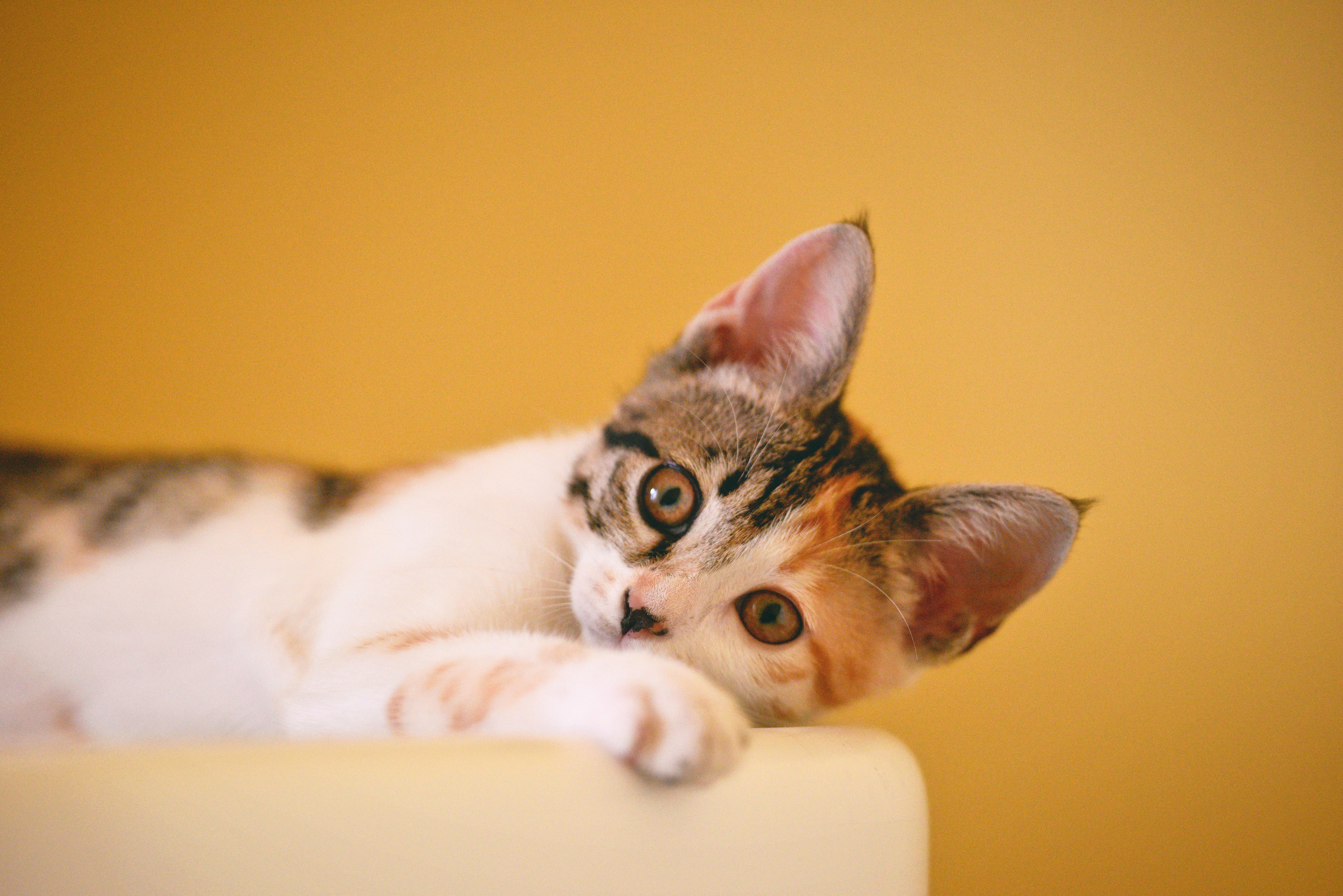Pets não podem mais ser proibidos em condomínios, decide STJ