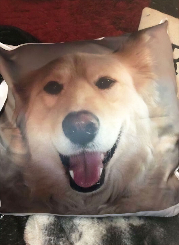 Dona faz almofada com foto de cachorro morto para que outro pet não sofra tanto