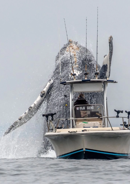 Fotógrafo registra salto de baleia próximo ao barco de um pescador