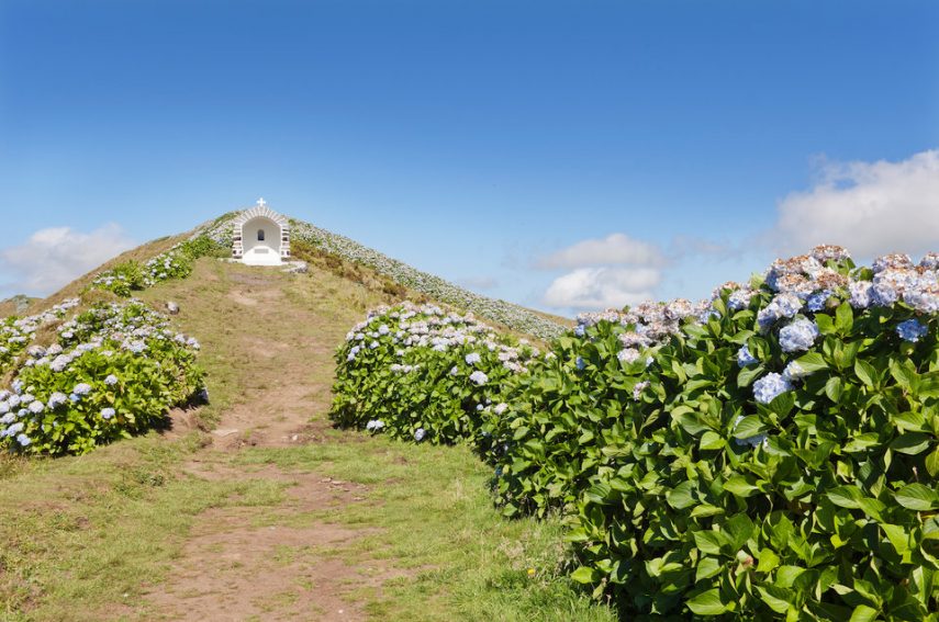 Ilha de Faial, em Portugal, é famosa por campos cobertos por hortênsias azuis