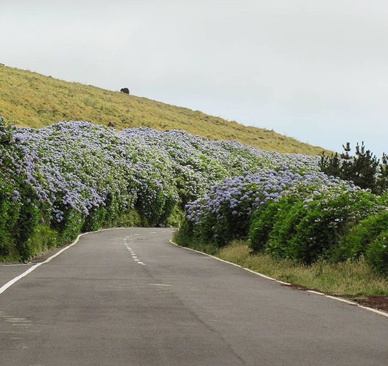 Ilha de Faial, em Portugal, é famosa por campos cobertos por hortênsias azuis