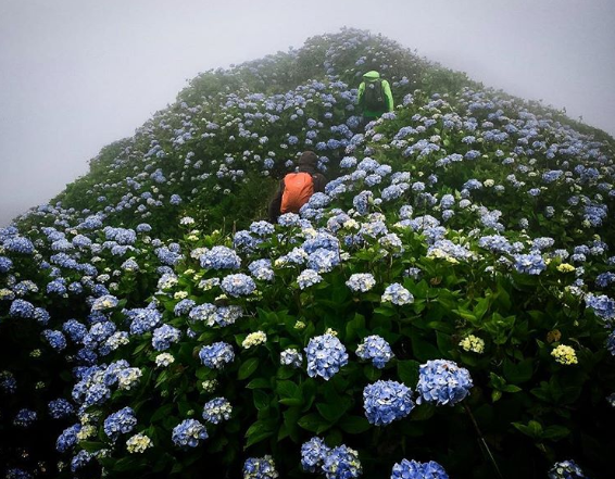 Ilha de Faial, em Portugal, é famosa por campos cobertos por hortênsias azuis