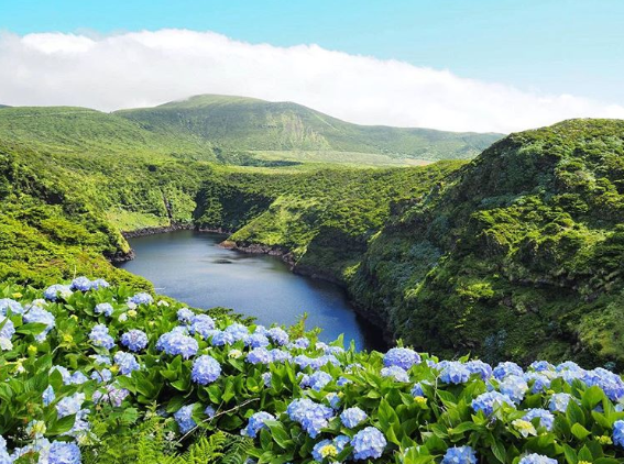 Ilha de Faial, em Portugal, é famosa por campos cobertos por hortênsias azuis