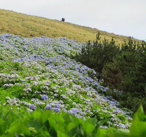 Ilha de Faial, em Portugal, é famosa por campos cobertos por hortênsias azuis