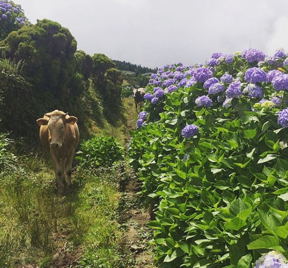 Ilha de Faial, em Portugal, é famosa por campos cobertos por hortênsias azuis