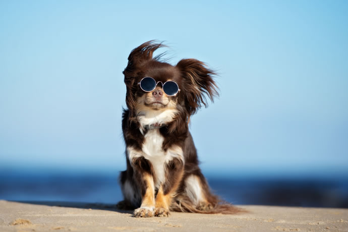 Cão é resgatado na Arábia e vira assistente de veterinária no EUA