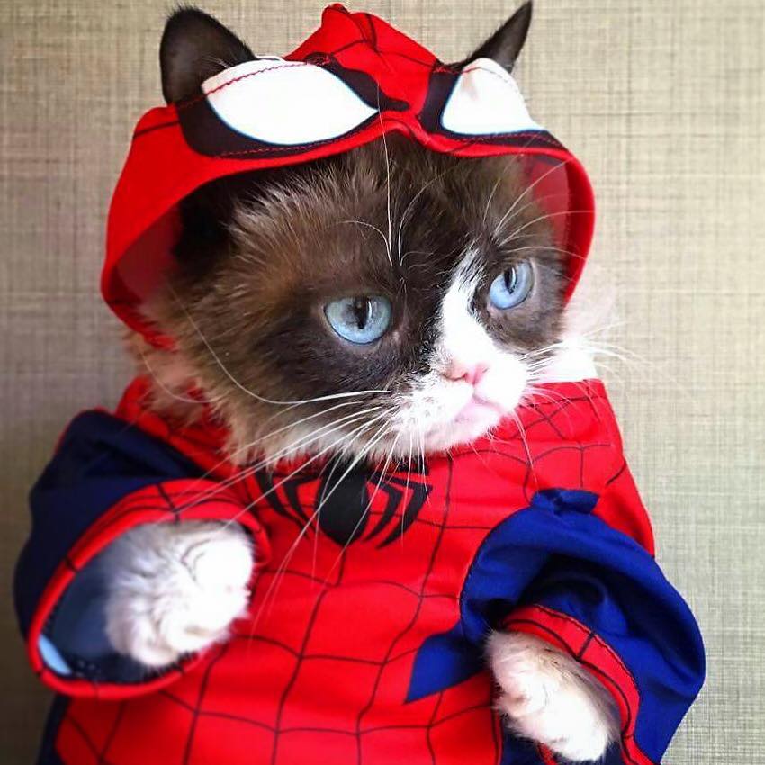 Conhecida como 'a gata mais rabugenta do mundo' , Grumpy Cat virou uma lenda e acumula mais de 2,4 milhões de seguidores no Instagram