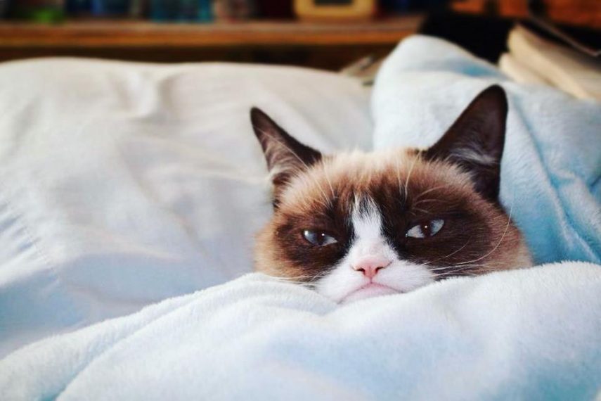 Conhecida como 'a gata mais rabugenta do mundo' , Grumpy Cat virou uma lenda e acumula mais de 2,4 milhões de seguidores no Instagram