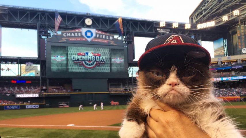Conhecida como 'a gata mais rabugenta do mundo' , Grumpy Cat virou uma lenda e acumula mais de 2,4 milhões de seguidores no Instagram