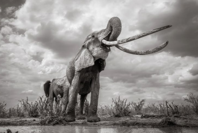 Rainha dos Elefantes