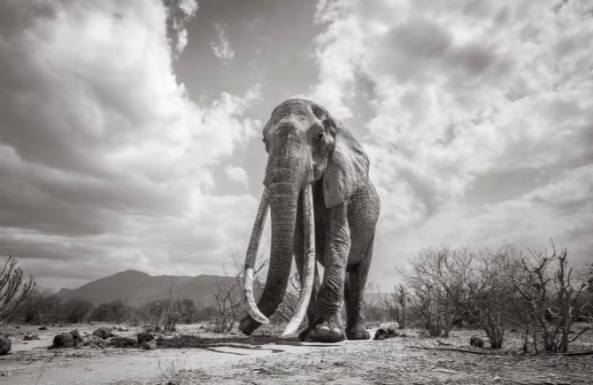 Rainha dos Elefantes