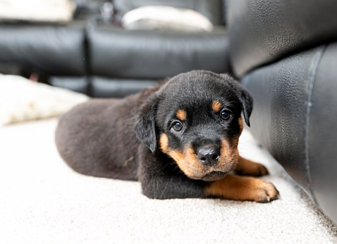 Rottweiler dá à luz 16 filhotes