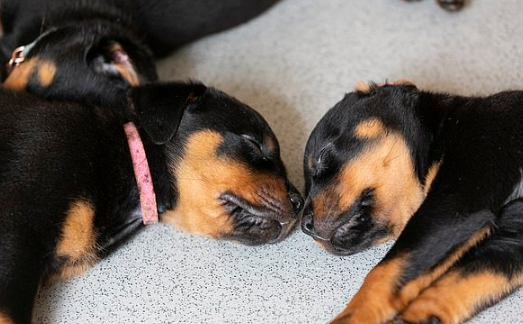 Rottweiler dá à luz 16 filhotes