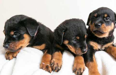 Rottweiler dá à luz 16 filhotes