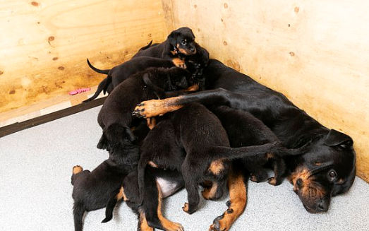 Rottweiler dá à luz 16 filhotes