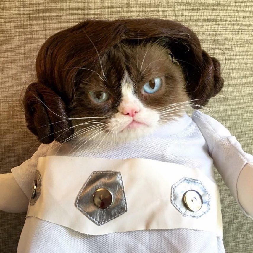 Conhecida como 'a gata mais rabugenta do mundo' , Grumpy Cat virou uma lenda e acumula mais de 2,4 milhões de seguidores no Instagram