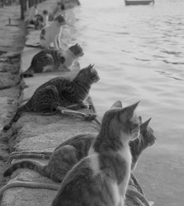 Gatos esperando os pescadores voltarem