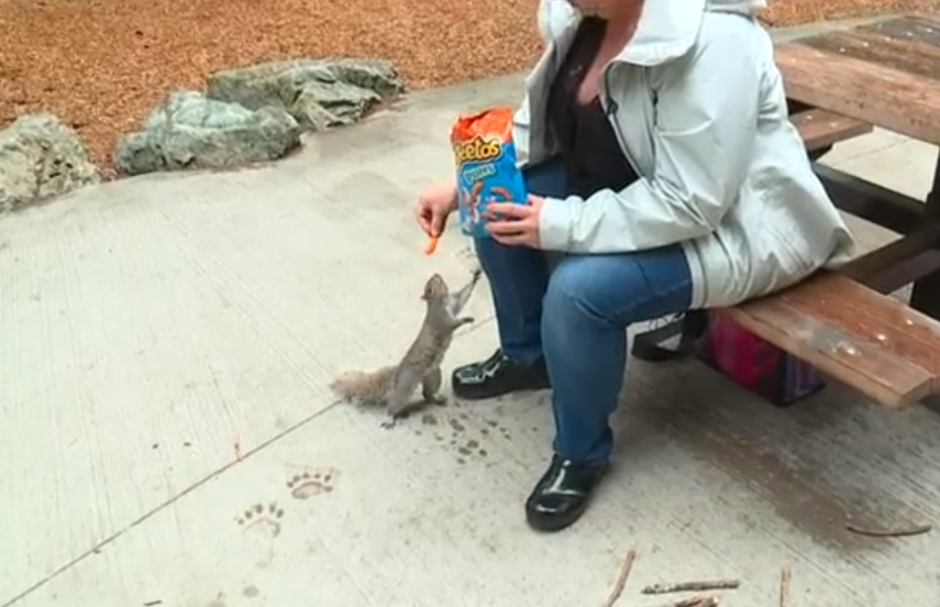 Kevin - na verdade um esquilo fêmea - tem dividido os frequentadores de um parque nos EUA. Seu amor por salgadinhos sabor queijo assusta uma parte dos visitantes, enquanto outra se afeiçoou por ela 