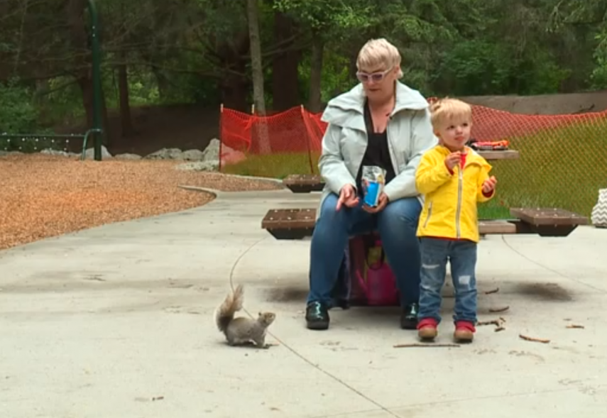 Kevin - na verdade um esquilo fêmea - tem dividido os frequentadores de um parque nos EUA. Seu amor por salgadinhos sabor queijo assusta uma parte dos visitantes, enquanto outra se afeiçoou por ela 