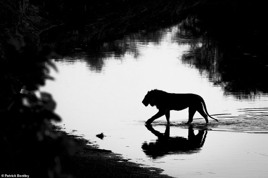 Livro reúne fotos incríveis de leões em ambientes selvagens