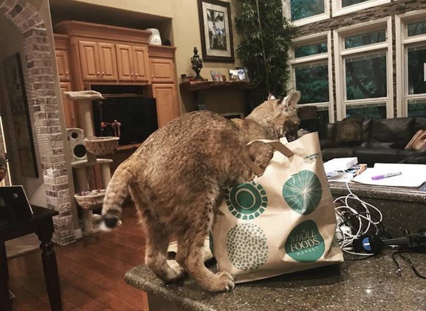 Não era gato, era cilada: mulher resgata animal selvagem por engano