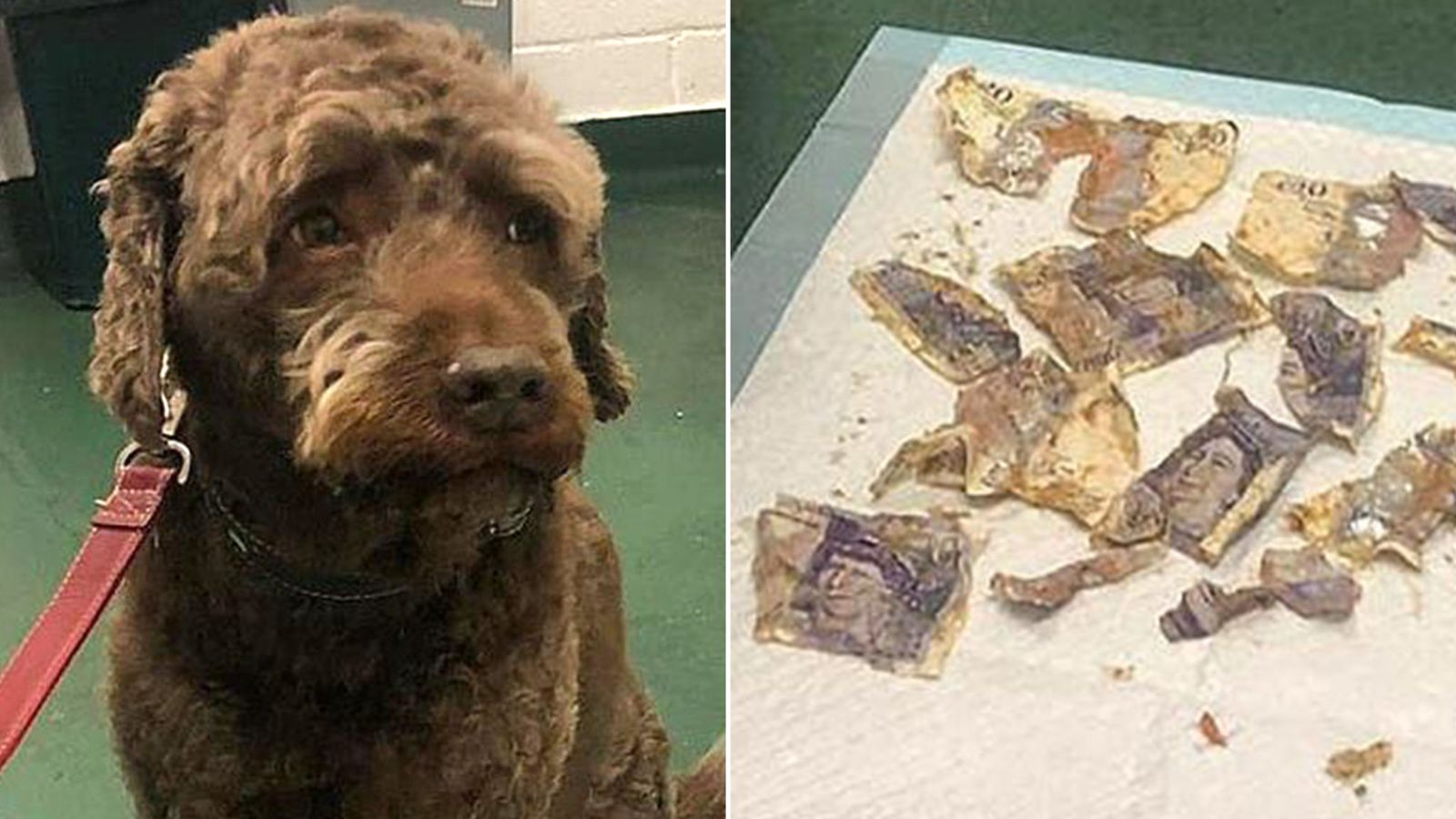 Cão come R$ 820, e seus donos gastam mais de R$ 600 em veterinário