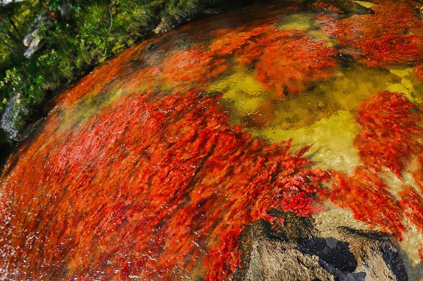 Entre Junho e Novembro, as águas de Caño Cristales, localizado na Colômbia, adquirem tons de vermelho, amarelo, verde, azul e preto