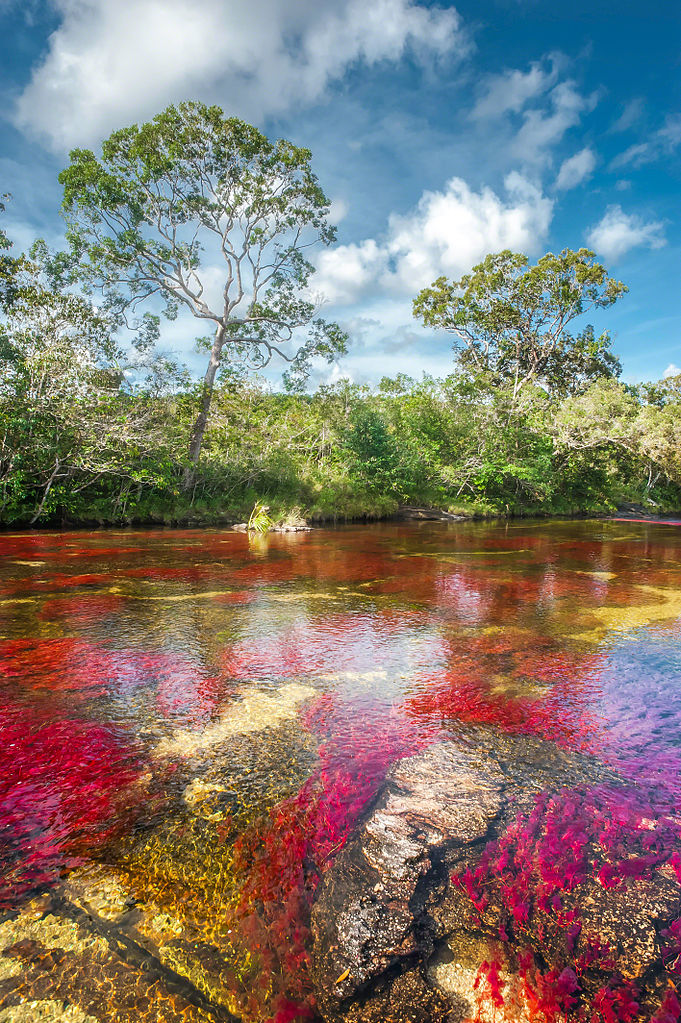 Entre Junho e Novembro, as águas de Caño Cristales, localizado na Colômbia, adquirem tons de vermelho, amarelo, verde, azul e preto