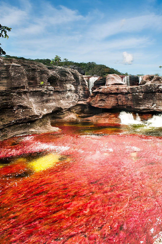 Entre Junho e Novembro, as águas de Caño Cristales, localizado na Colômbia, adquirem tons de vermelho, amarelo, verde, azul e preto