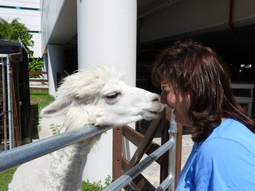 Snowflake, a alpaca