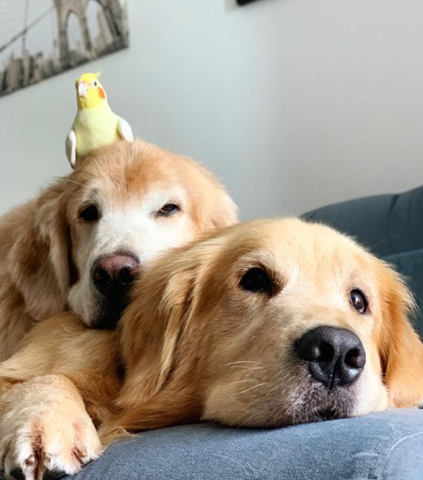 @bob_marley_goldenretriever