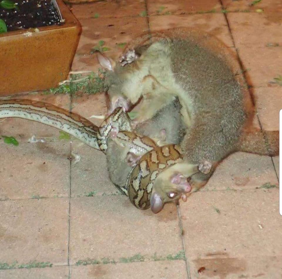Marsupial ataca cobra para salvar filhote - e vence! Confira as fotos