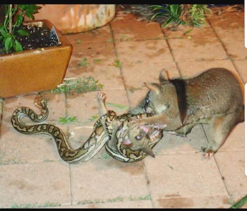 Marsupial ataca cobra para proteger filhote