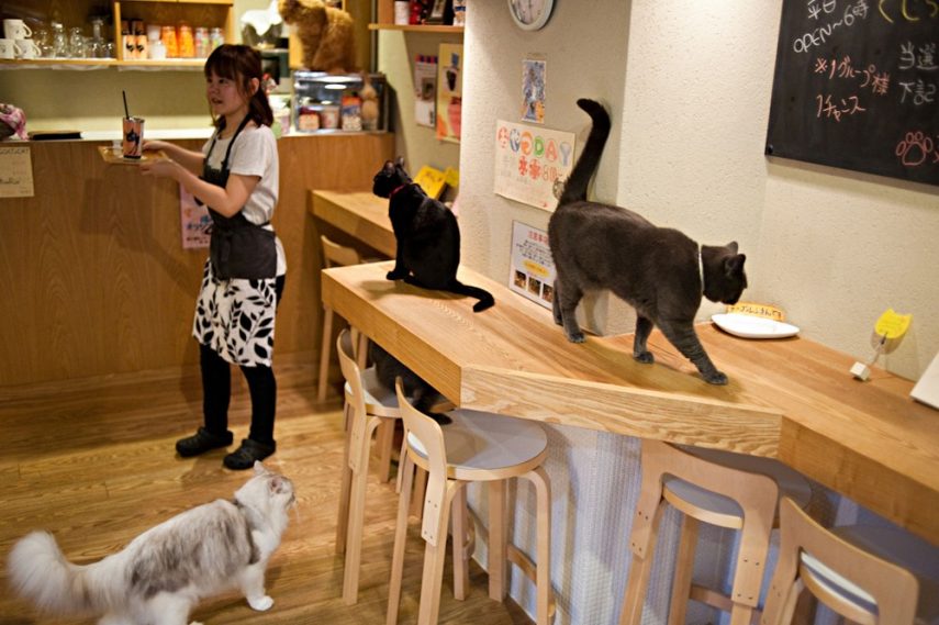 Cat cafés permitem que amantes de gatos tomem um cafézinho na companhia de felinos