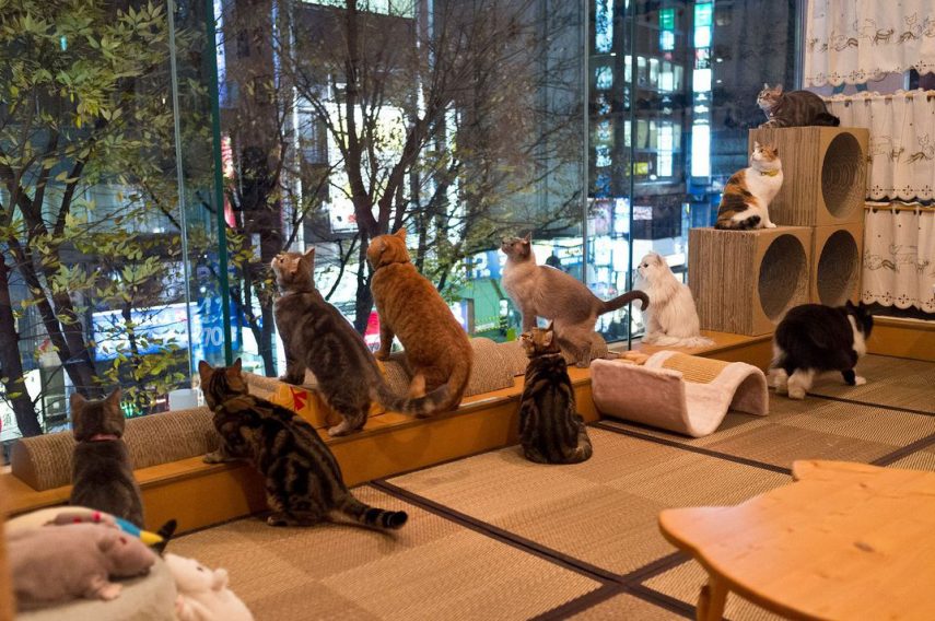 Cat cafés permitem que amantes de gatos tomem um cafézinho na companhia de felinos