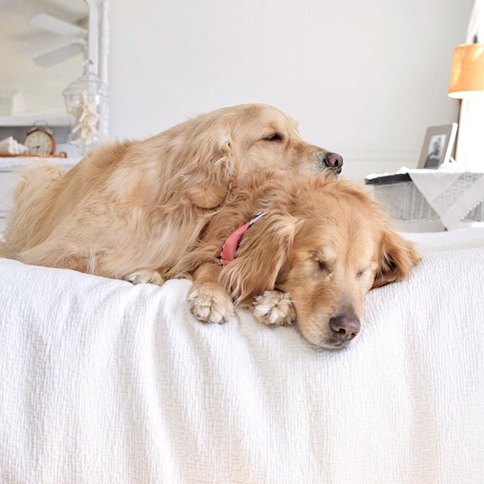 Jake e Addie são dois cãozinhos que moram junto e têm muitas aventuras, apesar de Jake ter perdido a visão bem novinho.