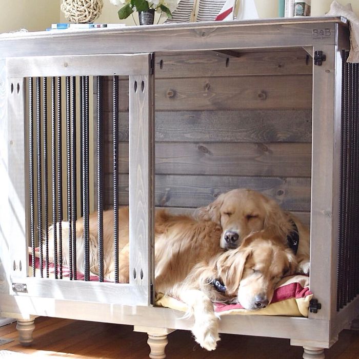 Jake e Addie são dois cãozinhos que moram junto e têm muitas aventuras, apesar de Jake ter perdido a visão bem novinho.