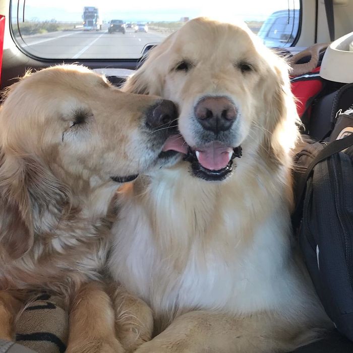 Jake e Addie são dois cãozinhos que moram junto e têm muitas aventuras, apesar de Jake ter perdido a visão bem novinho.