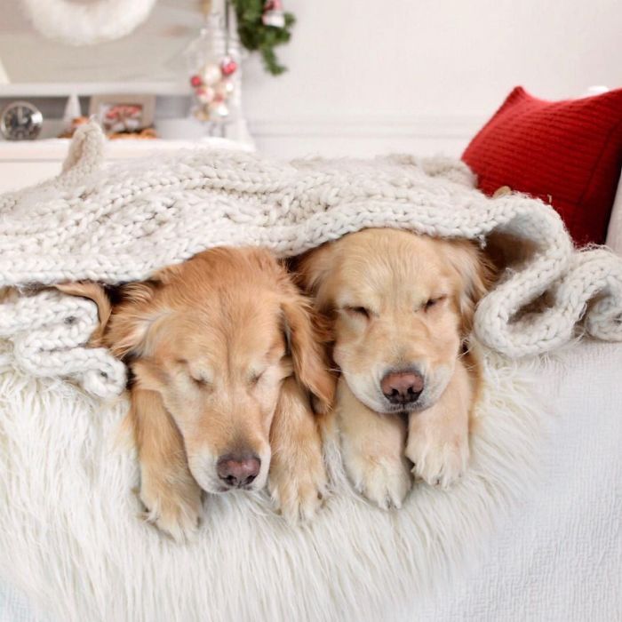 Jake e Addie são dois cãozinhos que moram junto e têm muitas aventuras, apesar de Jake ter perdido a visão bem novinho.