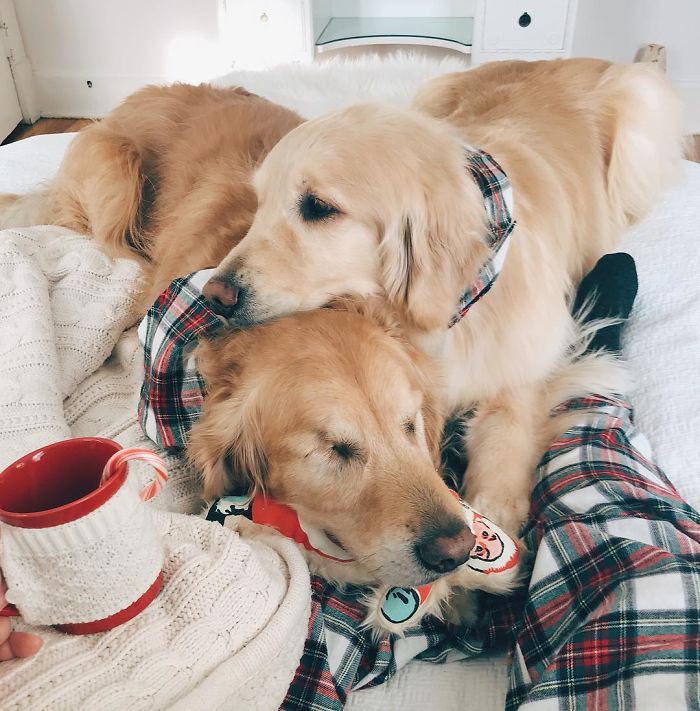 Jake e Addie são dois cãozinhos que moram junto e têm muitas aventuras, apesar de Jake ter perdido a visão bem novinho.