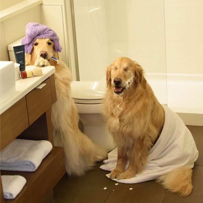 Jake e Addie são dois cãozinhos que moram junto e têm muitas aventuras, apesar de Jake ter perdido a visão bem novinho.