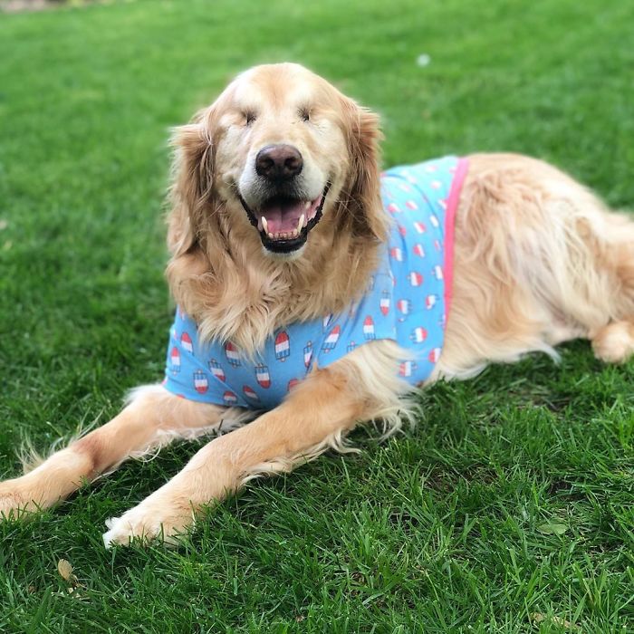 Jake e Addie são dois cãozinhos que moram junto e têm muitas aventuras, apesar de Jake ter perdido a visão bem novinho.