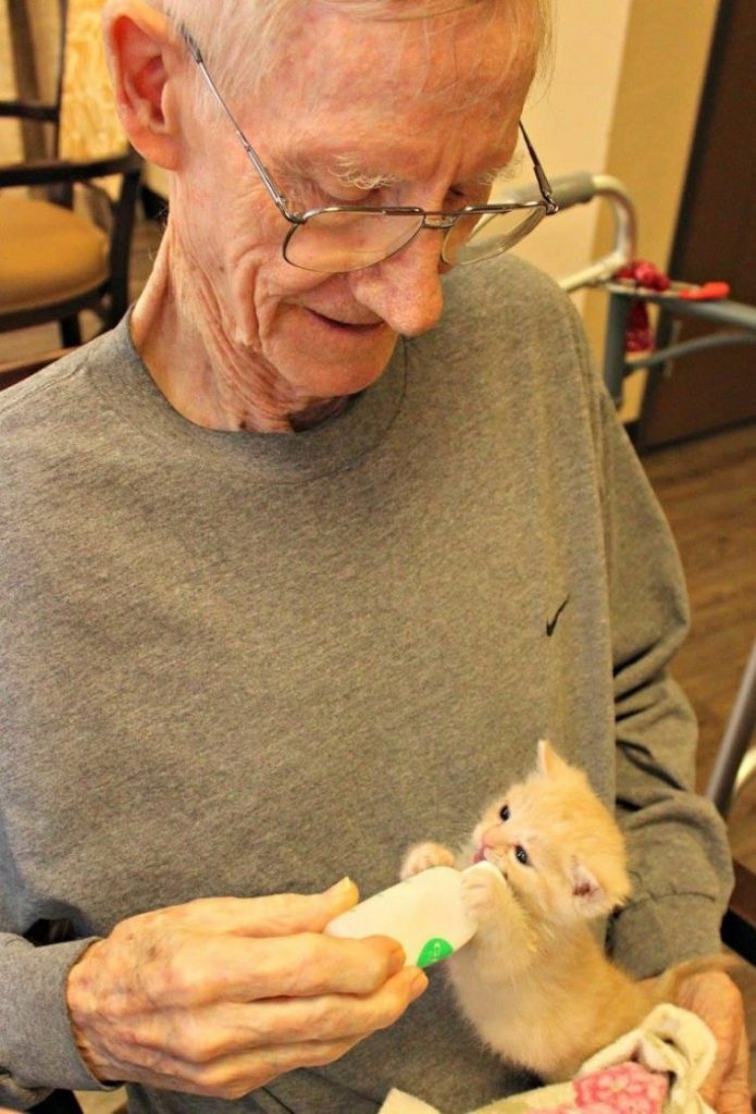 Idosos de Catalina Springs cuidam de gatinhos do Pima County Animal Care Center em iniciativa voluntária para o bem dos dois centros.