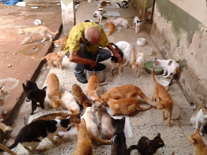 Gatos na Venezuela foram salvos pela família Reinoso e seu santuário para gatos.
